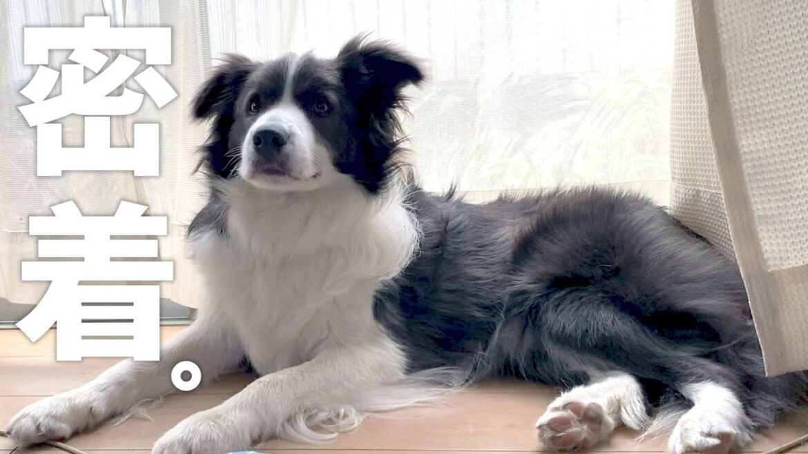 【犬が来て17ヶ月】ボーダーコリーの一日に完全密着してみた 【犬が来て17ヶ月】ボーダーコリーの一日に完全密着してみた