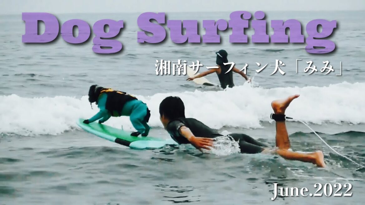 【ドッグサーフィン#21】ドッグサーフィン練習　イングリッシュコッカースパニエル「みみ」の気持ち