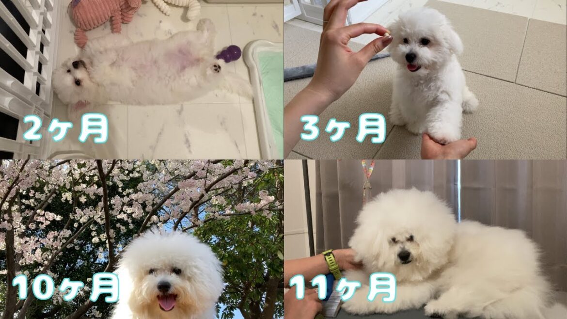 ビションフリーゼ1年の成長記録 犬のいる暮らし ビションフリーゼ1年の成長記録 犬のいる暮らし