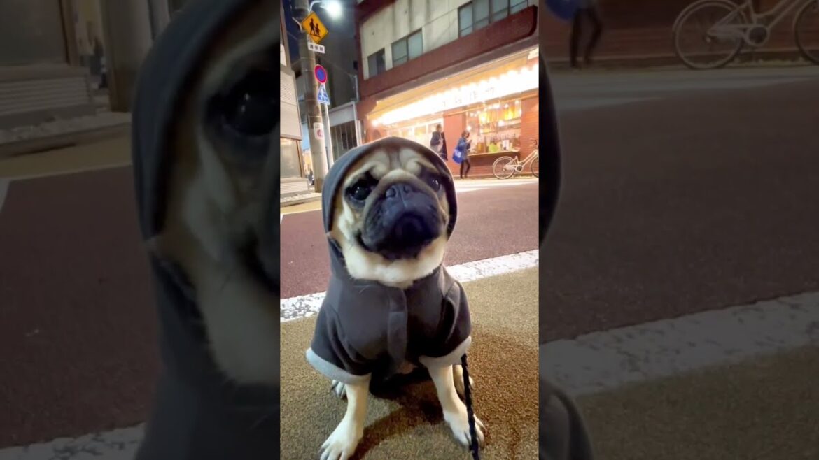 [パグ]寒くなってきなぁ🐶⛄️ (winter is approaching) #shorts
