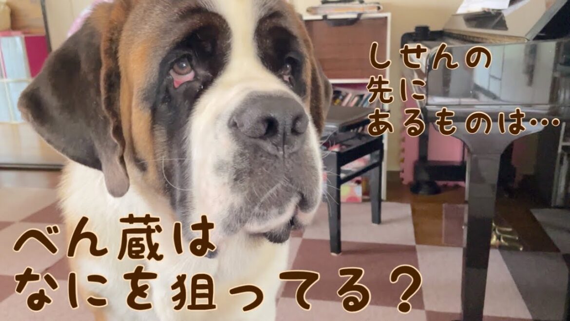 【セントバーナード】お父さんのスリッパ好き過ぎて、夏用もおもちゃになりました🐶