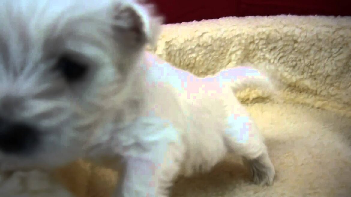 ウエストハイランドホワイトテリア東京ブリーダーPADOG子犬販売