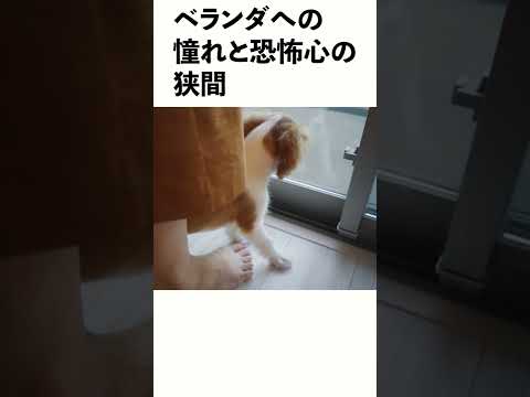 好奇心旺盛なキャバリア子犬 好奇心旺盛なキャバリア子犬