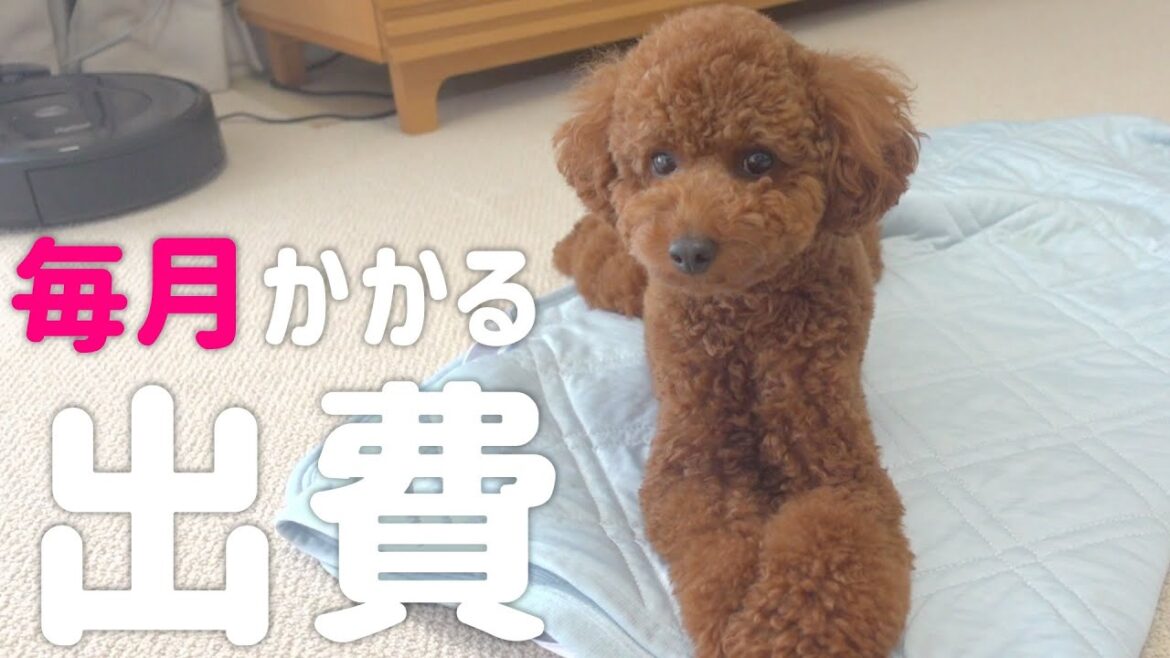 【夏編】トイプードルを飼うのにかかる毎月の金額を大公開！