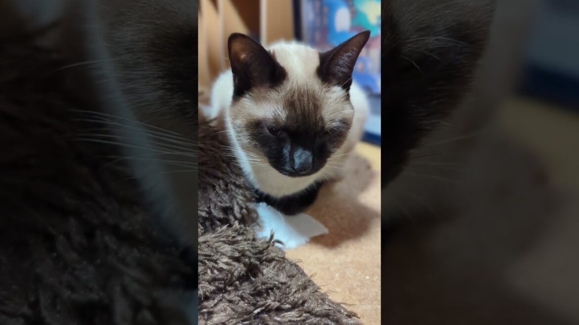 寒くて寒くてシャム猫🐈 – Cats in winter – #Shorts 寒くて寒くてシャム猫🐈 - Cats in winter - #Shorts