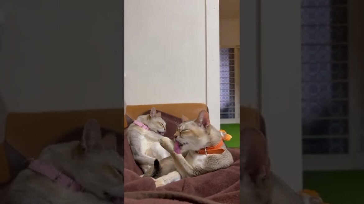 寒い季節にお父ちゃんに群がるシンガプーラ兄妹