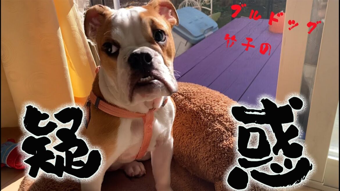 竹子の疑惑 竹子の疑惑