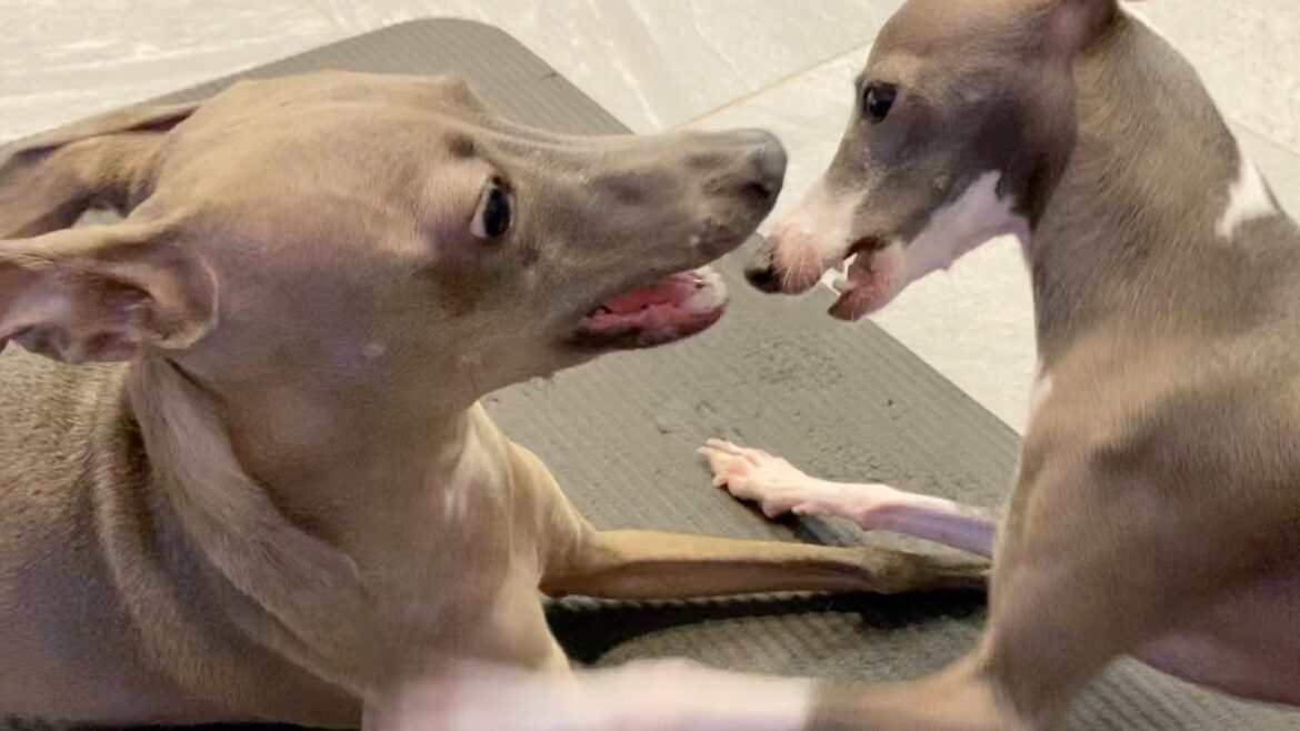 ヨガマット出すとテンション爆上げしちゃう犬【イタリアングレーハウンド】