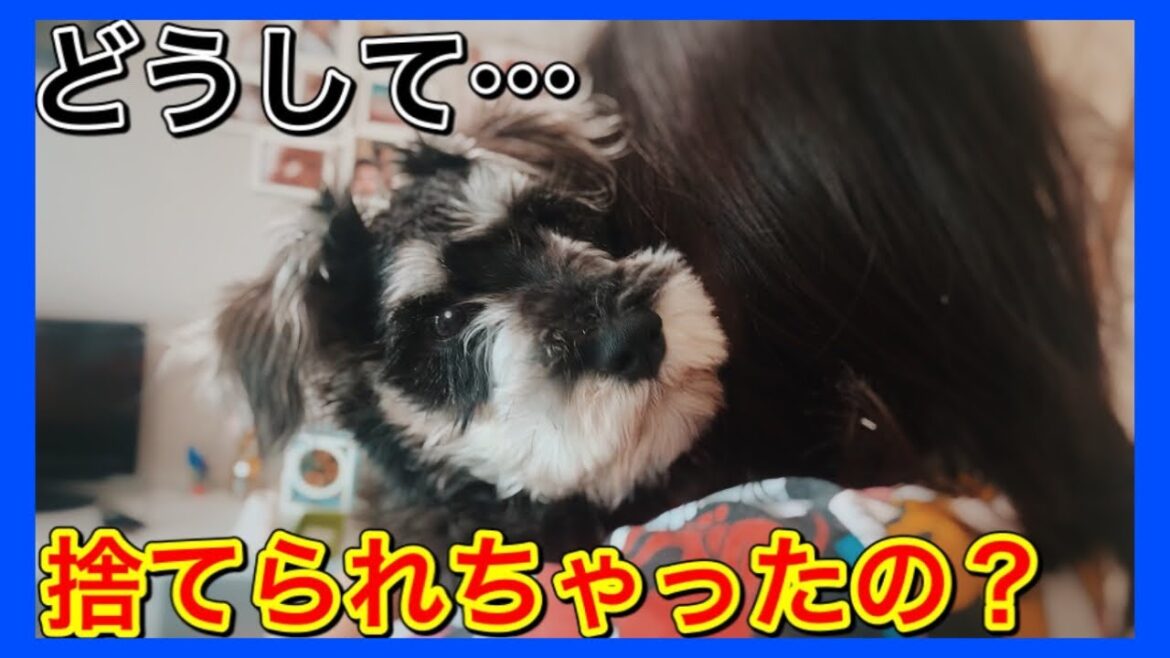 生後8ヶ月子犬が捨てられた理由に怒り爆発！ 〜ミニチュアシュナウザーのシエル〜 (最後に大発表あり)