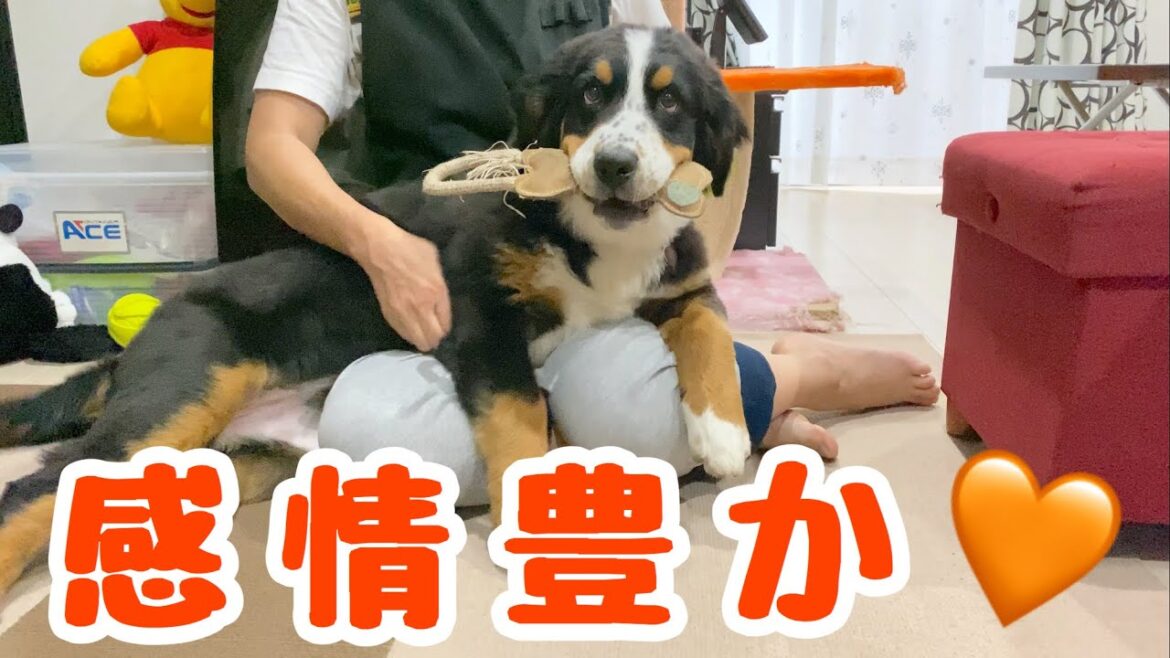 全身で感情表現をするバーニーズマウンテンドッグ【子犬】4ヶ月 全身で感情表現をするバーニーズマウンテンドッグ【子犬】4ヶ月