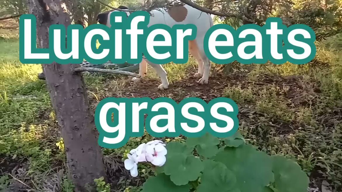 #スタッフォードシャーブルテリア💚ルシファー草を食べる#Staffordshire Bull Terrier 🌿Lucifer eats grass