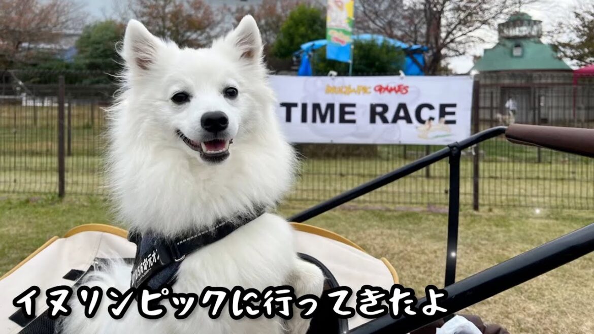 イヌリンピックに行ってきたよ【日本スピッツ☆もち】