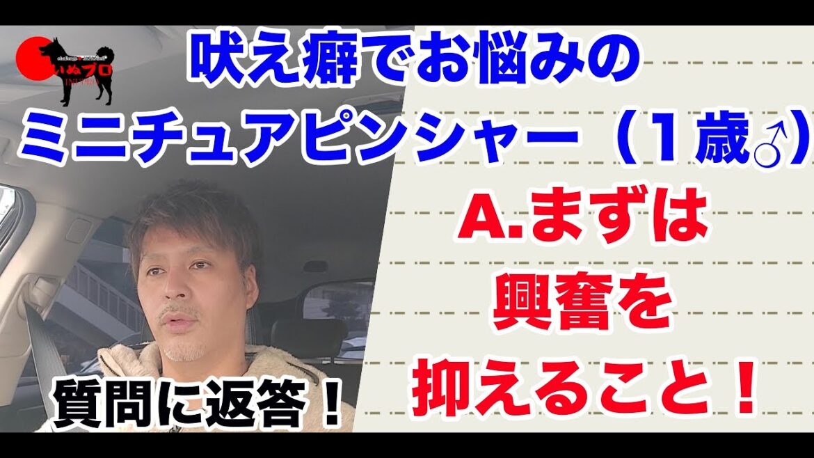 【質問に返答！】吠え癖でお悩みのミニチュアピンシャー （１歳♂）「興奮してしまうと手に負えません」PSDドッグサポートセンター　いぬプロ　inupro  犬プロ　イヌプロ  犬のしつけ　教育　悩み相談