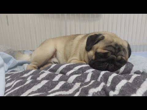 【パグと添い寝】またまた天使が舞い降りました【パグpugのパンチくん】 【パグと添い寝】またまた天使が舞い降りました【パグpugのパンチくん】