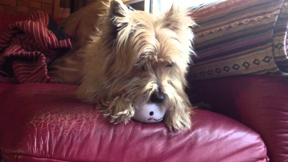 Munyumunyu, Razzo and (Cairn Terrier) cute! kawaii.  (むにゅむにゅしてる、ラッツォ（ケアーンテリア）かわいい！