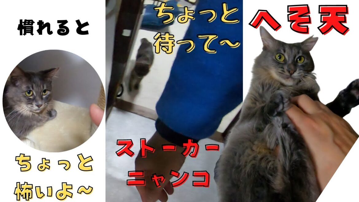 ソマリに似た美人猫は少しビビり慣れるとへそ天ストーカーニャンコ（保護猫カフェ猫の惑星にゃーくる）京橋駅　Cats that look like Somali are afraid of people