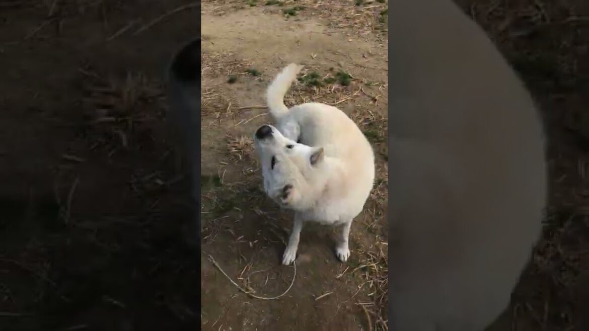 飼い主に５針縫う大怪我させた紀州犬キッシュ　オレ本当は小心者やねん