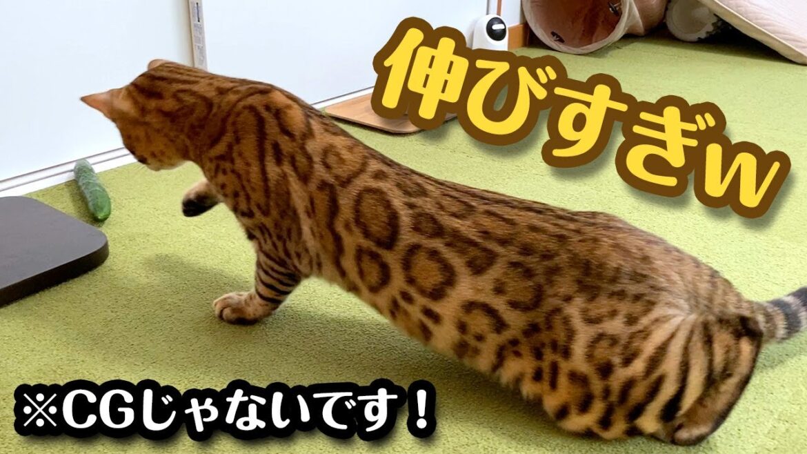 ベンガル猫 にきゅうり を置いたらありえないくらい伸びました