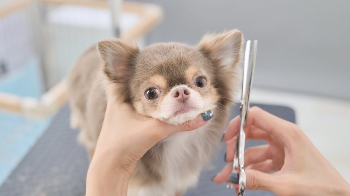 もっと美人になったね！（イザベラチワワ トリミング）