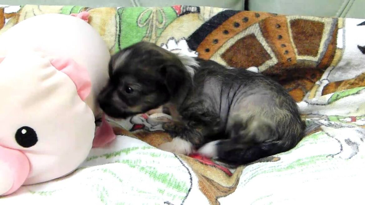 チャイニーズクレステッドドッグの子犬2011.04.05-3