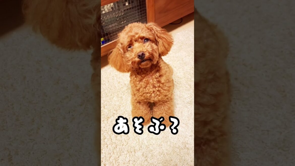 行きそうで行かないトイプードル 行きそうで行かないトイプードル