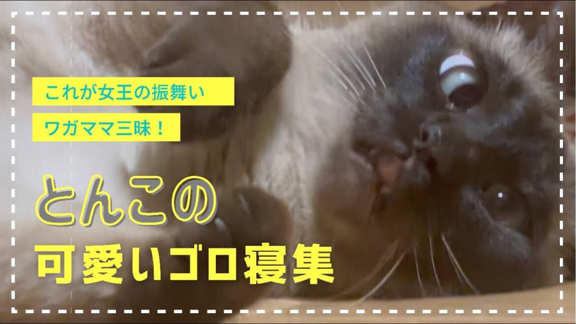 【トンキニーズ】我が家の女王猫トンコも○○○には勝てないようです。