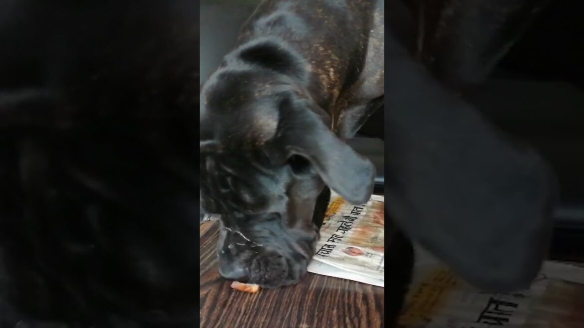 Neopolitan mastiff #shorts #short