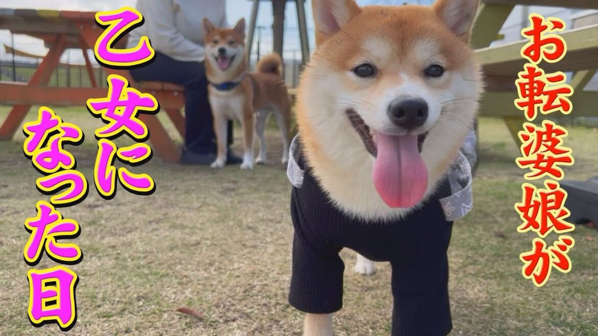 イケワンの後を、３歩下がってついて行く子犬が可愛い❤