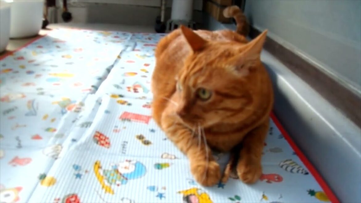 【またたびの枝】で遊ぶギンジ🌲【日本猫のギンジ】