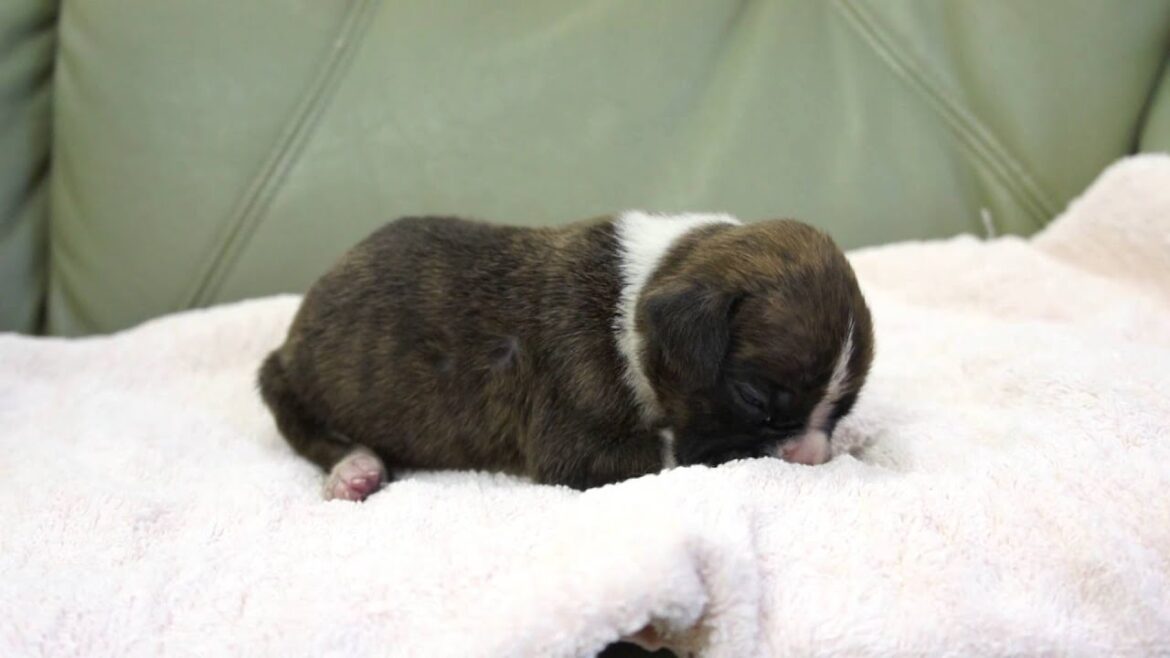 ボクサー犬の子犬2014.01.31-2