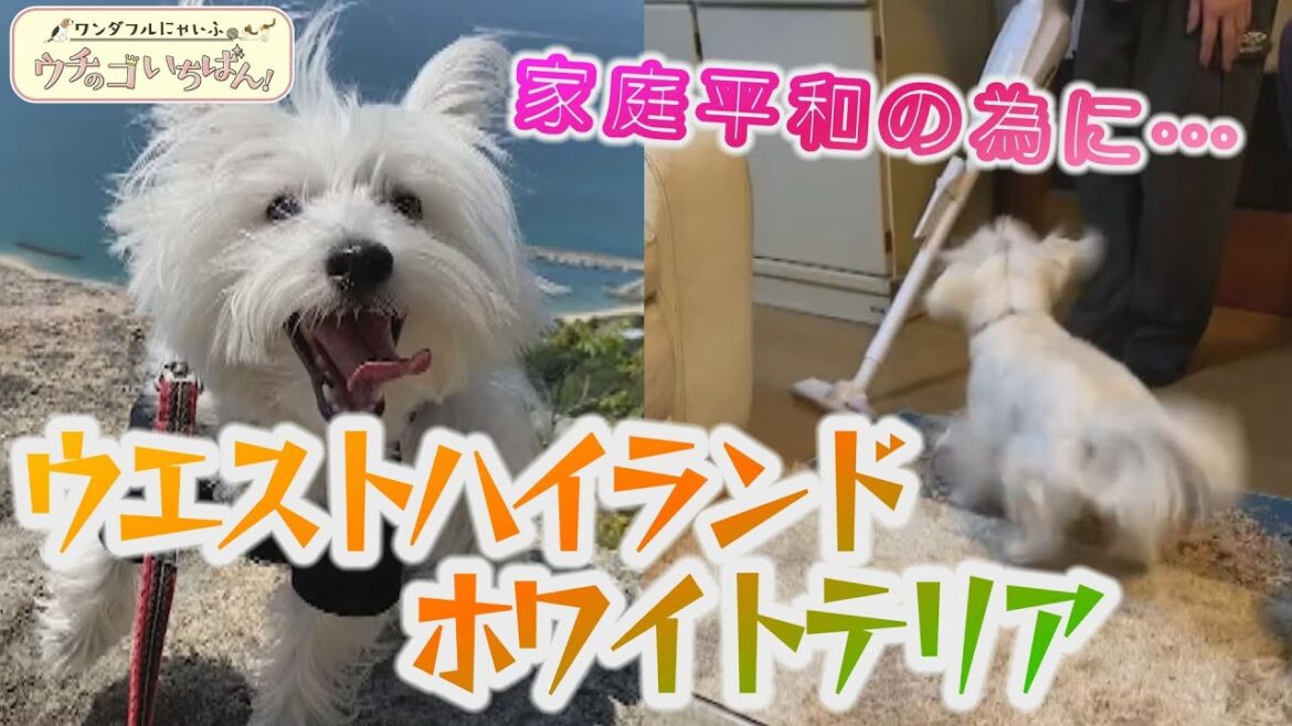 家庭平和の為に…珊瑚(ウエストハイランドホワイトテリア2歳・メス)