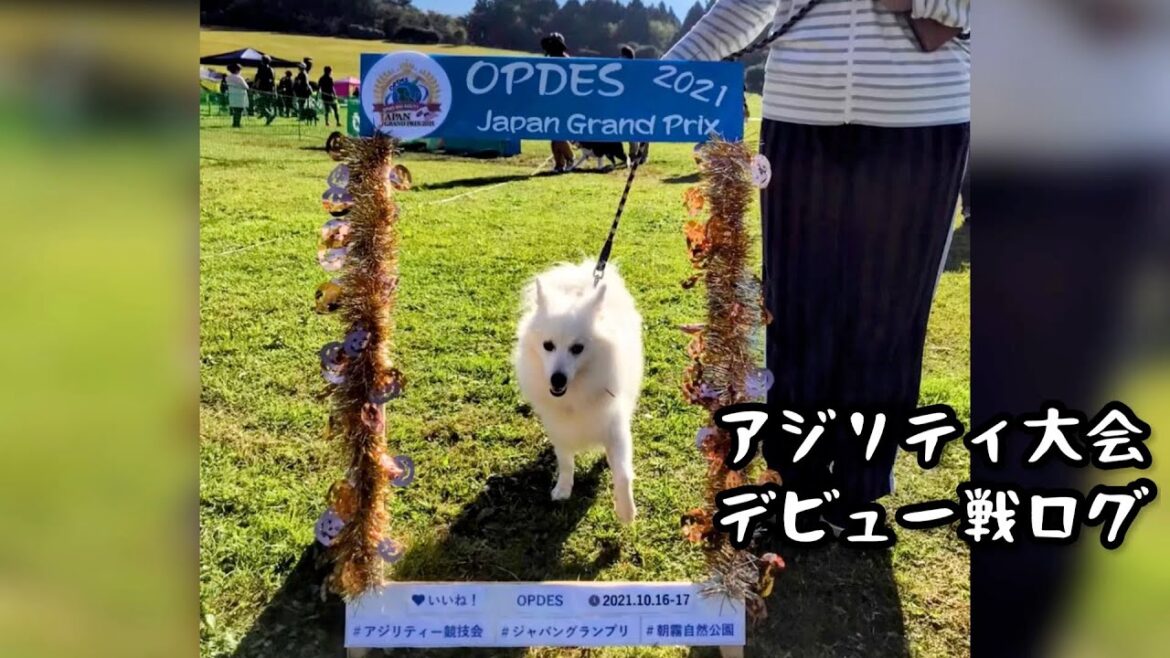 【アジリティ大会】デビュー戦【日本スピッツ☆もち】