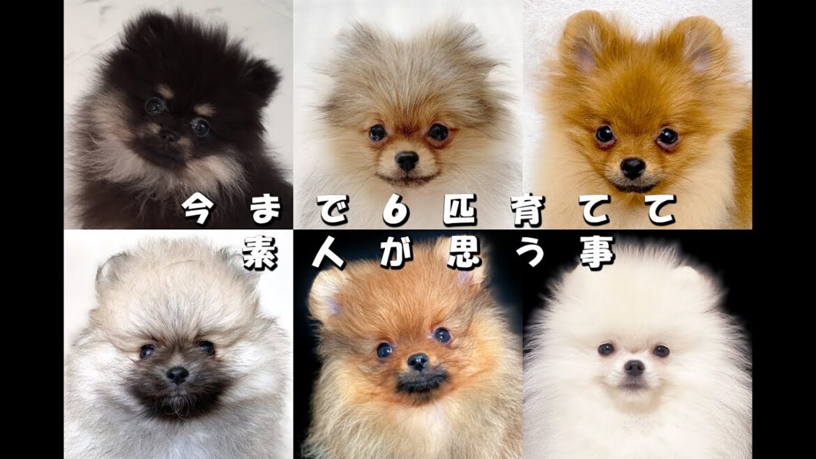 ポメラニアンの成長の仕方とお迎えしたい方へ向けて…≪#331≫