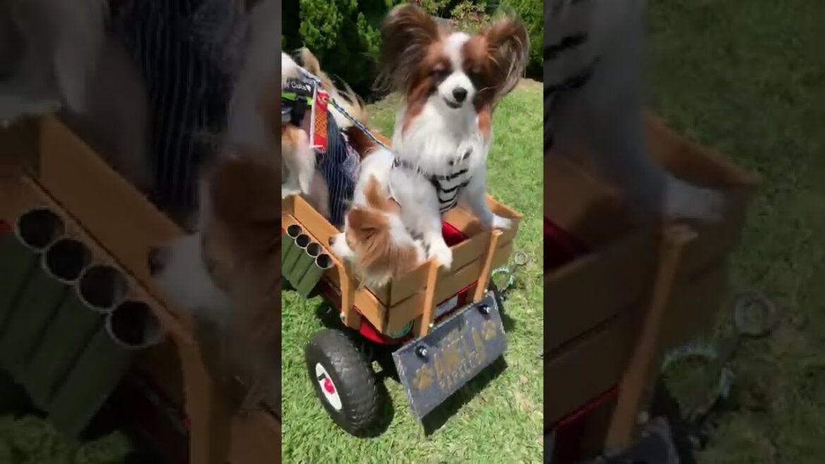 ぎゅうぎゅうなパピヨン達 #shorts