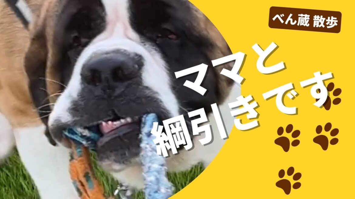 【大型犬 セントバーナード】ママと綱引きをするべん蔵です🐶 【大型犬 セントバーナード】ママと綱引きをするべん蔵です🐶