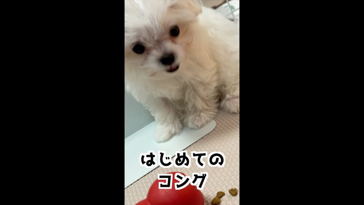 マルチーズの子犬 初めてのコング #shorts