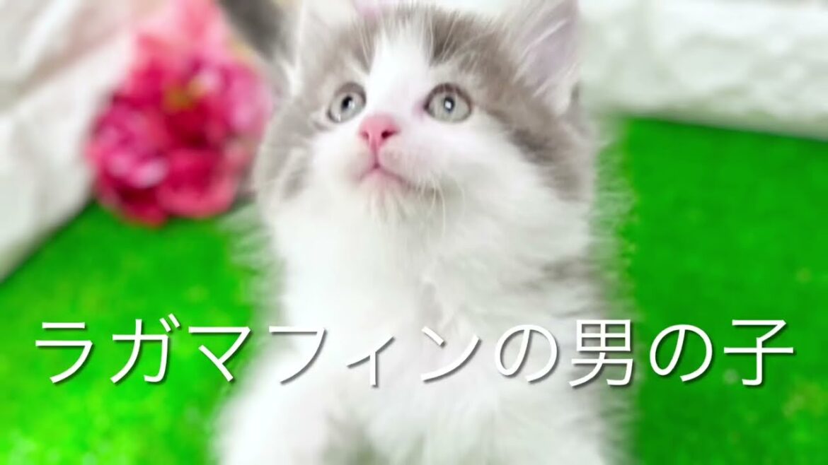 ラガマフィンの子猫　（和歌山）