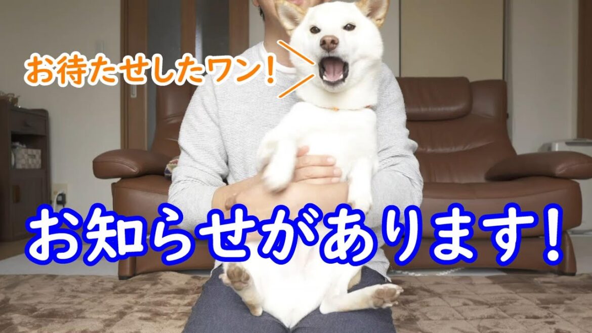 柴犬ノンくんからお知らせがあります！大変お待たせしました🙇
