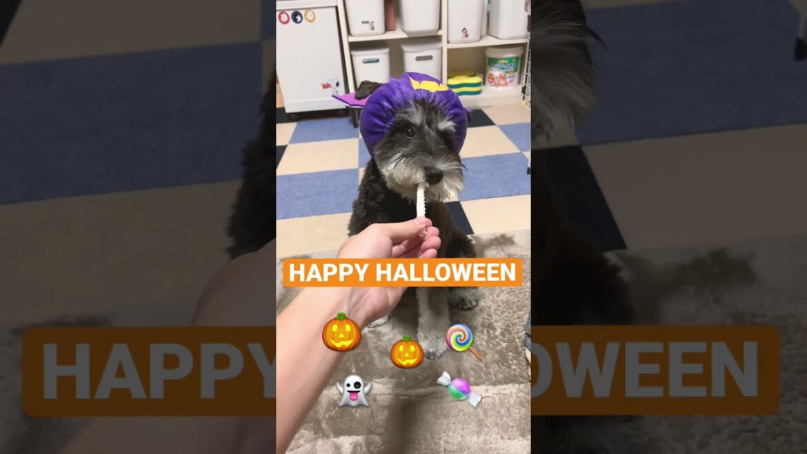 HAPPY HALLOWEEN🎃な子犬シュナウザーまろちゃん♪【ミニチュアシュナウザー子犬】 HAPPY HALLOWEEN🎃な子犬シュナウザーまろちゃん♪【ミニチュアシュナウザー子犬】