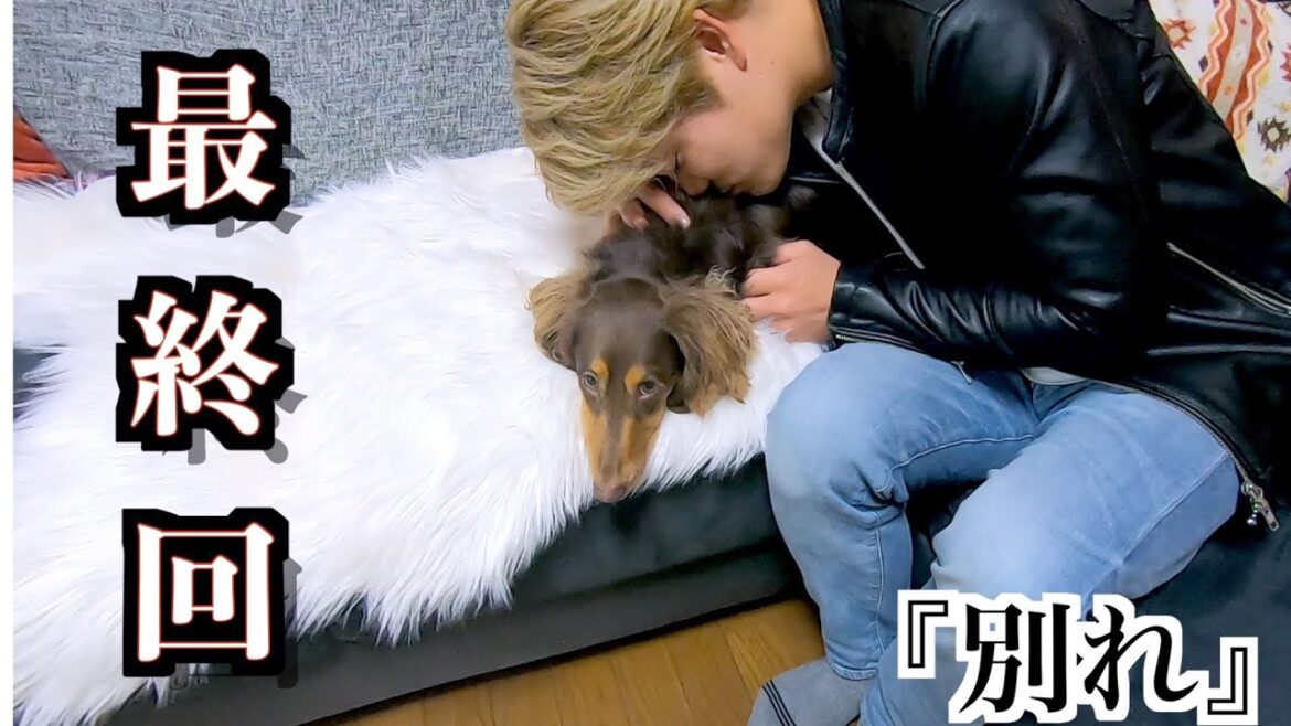 【たくチャンネル最終回】愛犬との別れ。そして…【ミニチュアダックス】