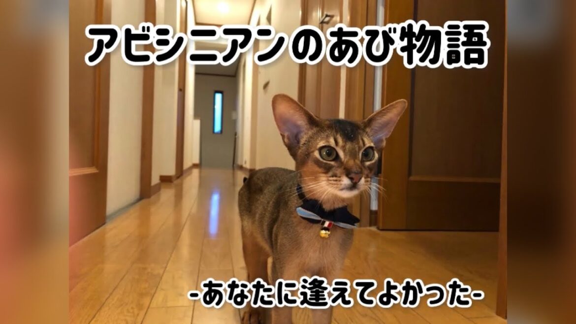 我が家にアビシニアンが仲間入り。甘えん坊すぎて・・・【no.1 a】