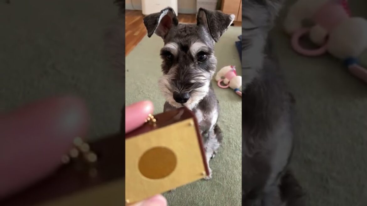 ガチャポンのチャイムには反応が薄い犬。ミニチュアシュナウザーひじき #shorts