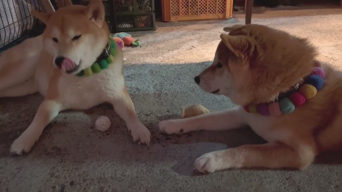 学習した柴犬子犬が欲求と戦っている姿がかわいいw