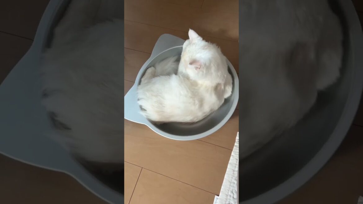 視線が気が散るニャと睨まれる【サイベリアン】#shorts #ショート動画　#猫