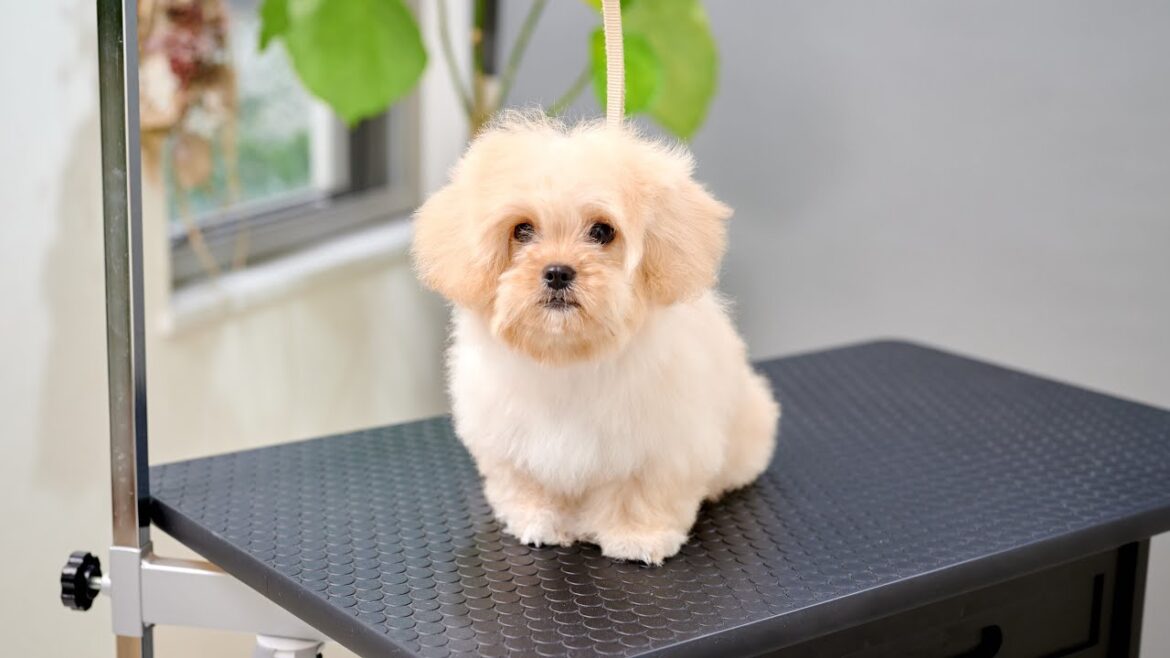 世界一可愛い短い足(ペキニーズとトイプードルのミックス犬 子犬 ペキプー) 世界一可愛い短い足(ペキニーズとトイプードルのミックス犬 子犬 ペキプー)