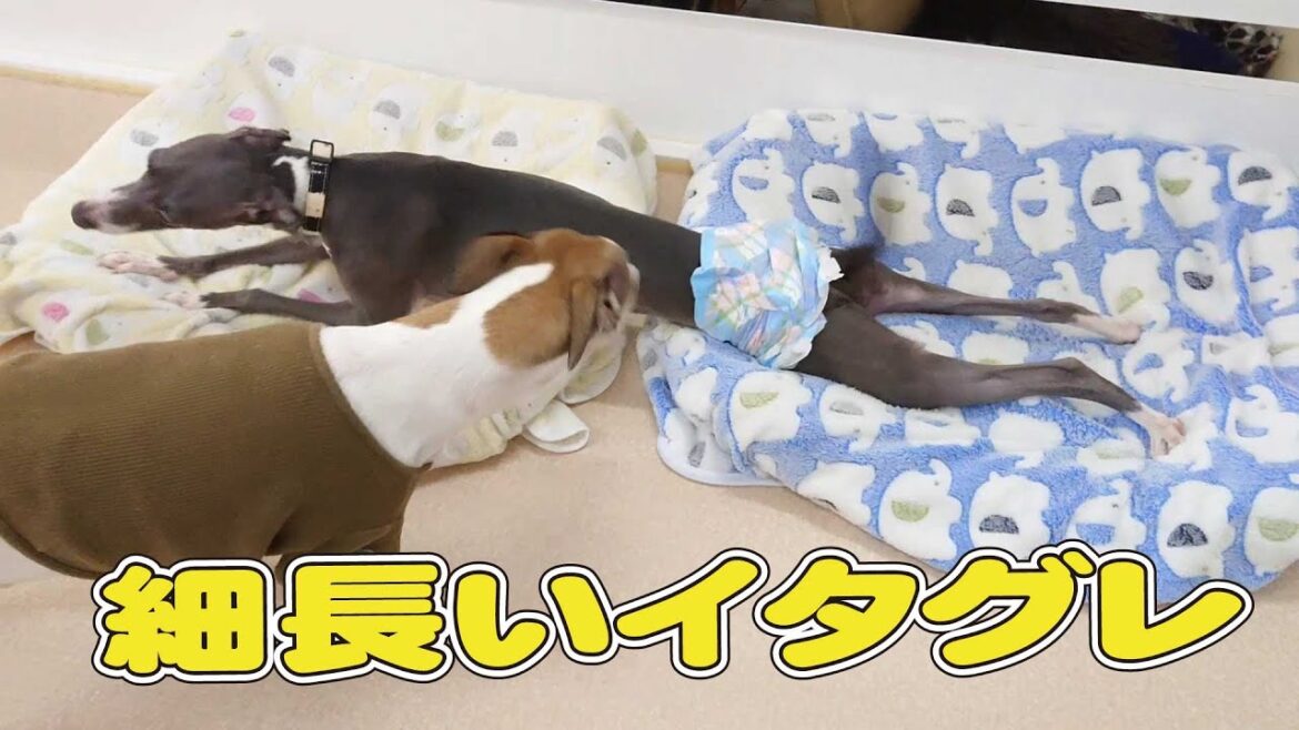 細長いイタグレ　🐶ひみつきちなう！①🐶 イタリアングレーハウンド 2022年10月3日