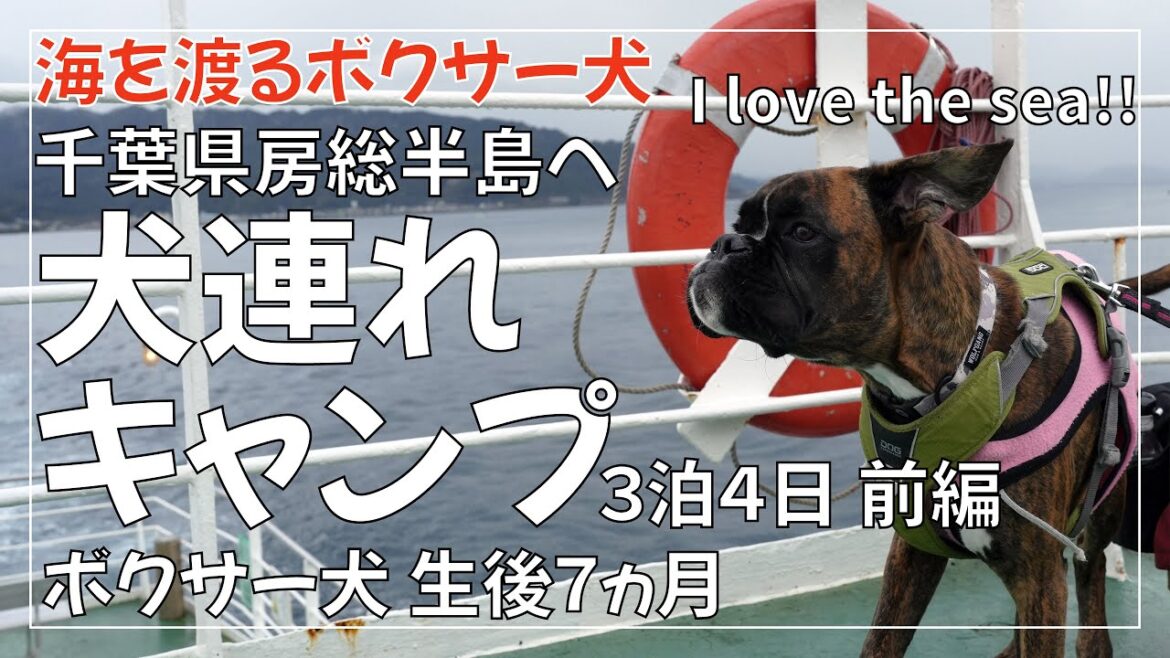 【大雨？キャンプ】ボクサー犬 子犬と行く今年最後の犬連れキャンプ前編 富津金谷オートキャンプヒルズのドッグランサイト