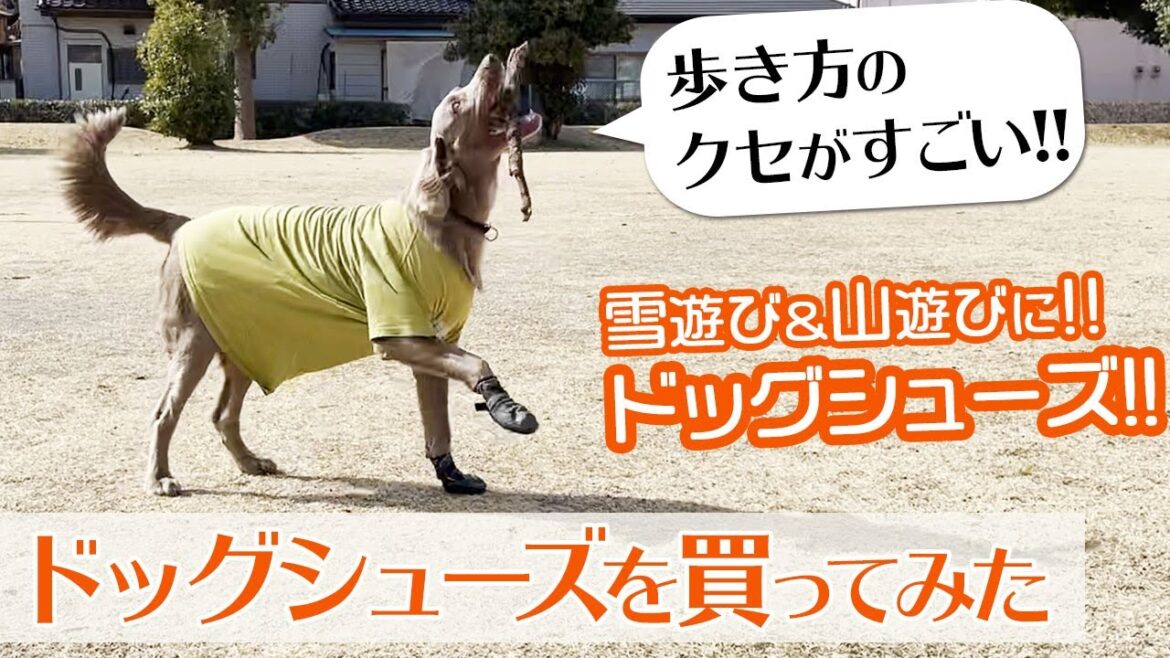 【犬用シューズで足を守ろう】ワイマラナーに犬用シューズを履かせたら、歩き方が面白すぎた！