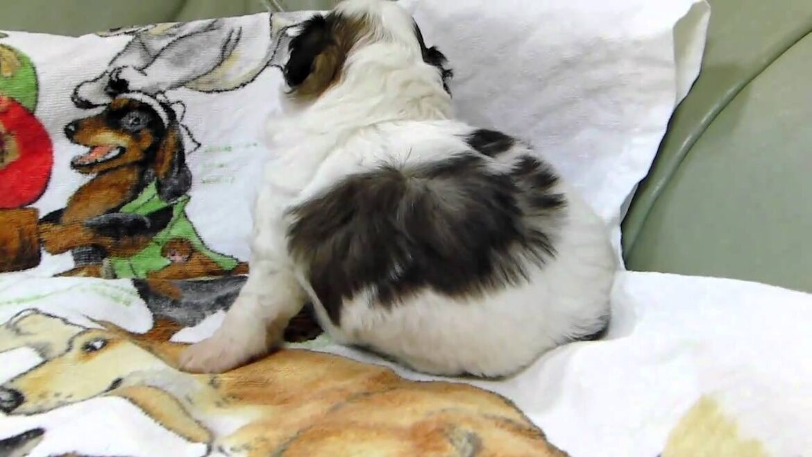 チャイニーズクレステッドドッグの子犬2011.04.05-2