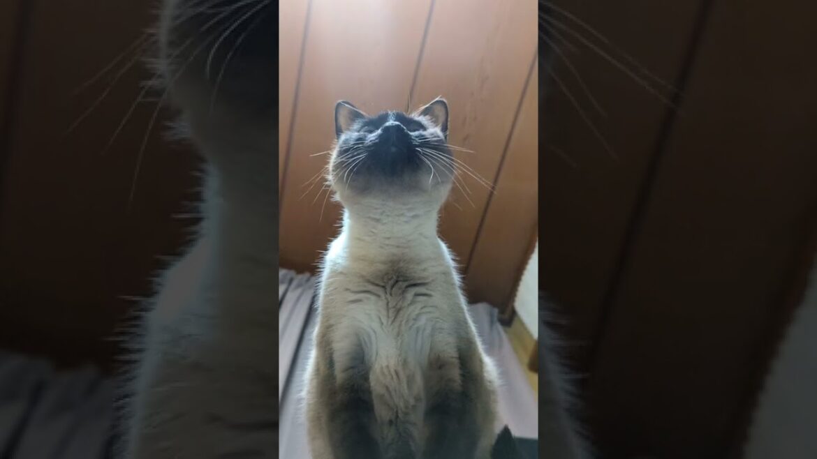 飛ぶシャム猫 - Cats Jump - #Shorts